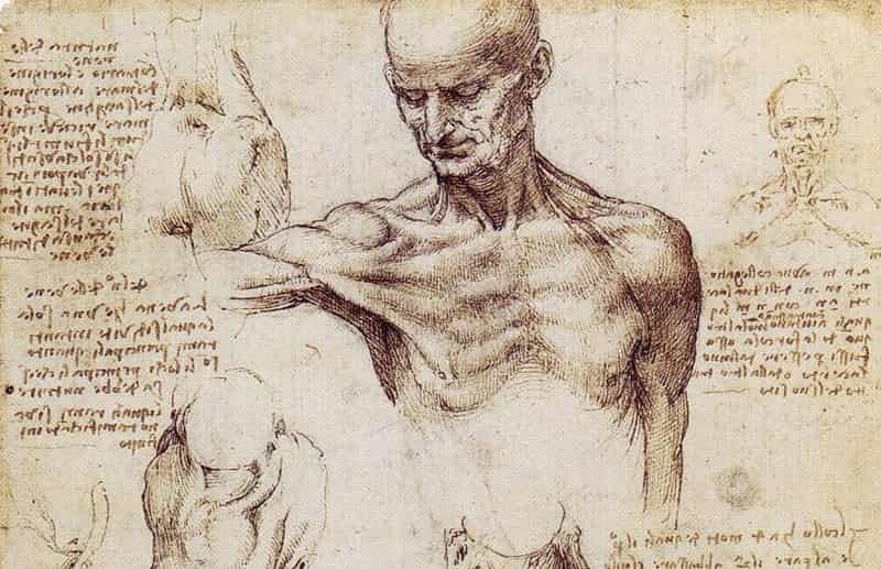 Leonardo da Vinci’s Anatomical Studies, 1510