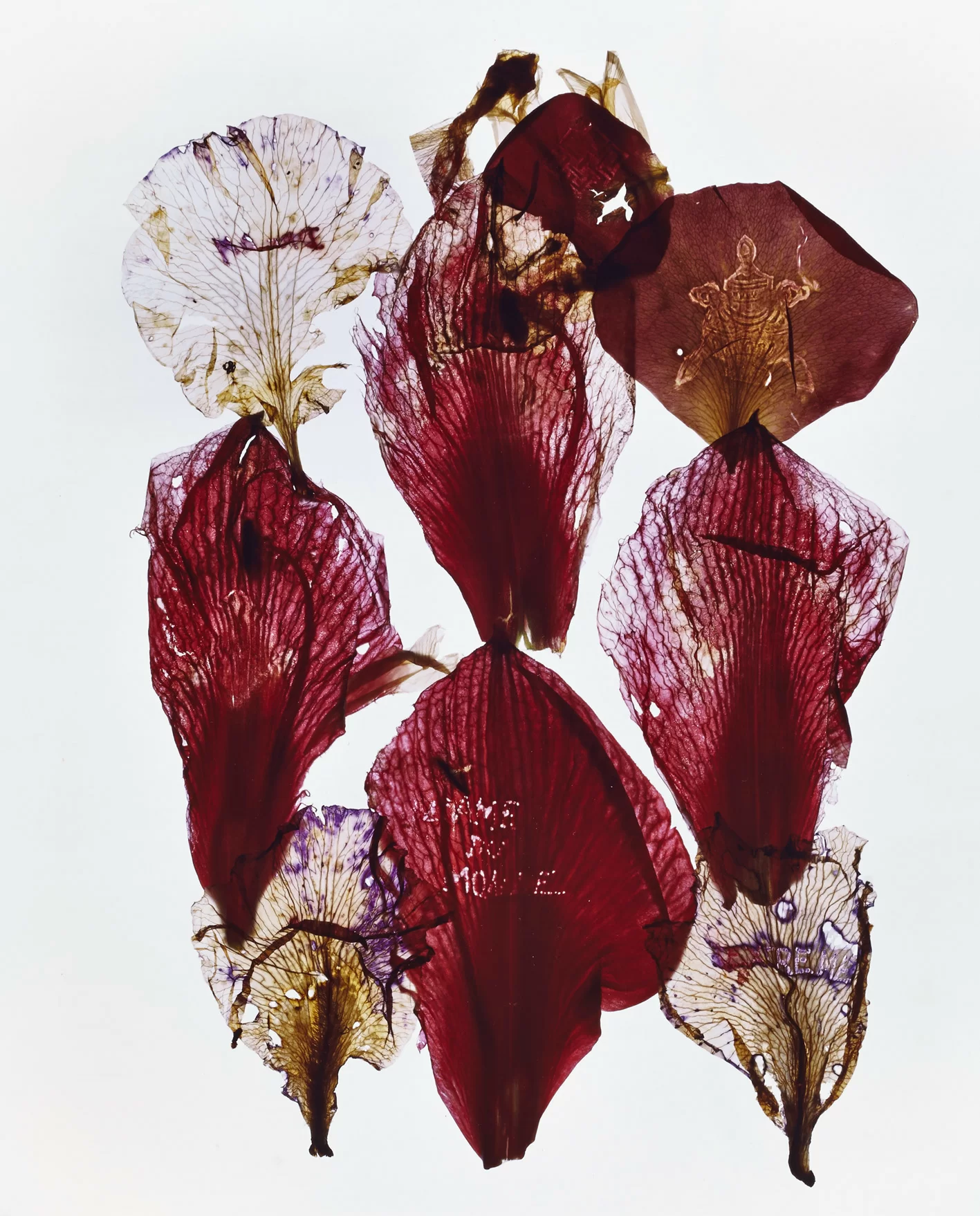 Anne e Patrick Poirier, Archives, 2014. Stampa Ilfochrome montata su Dibond, 257x151x6 cm