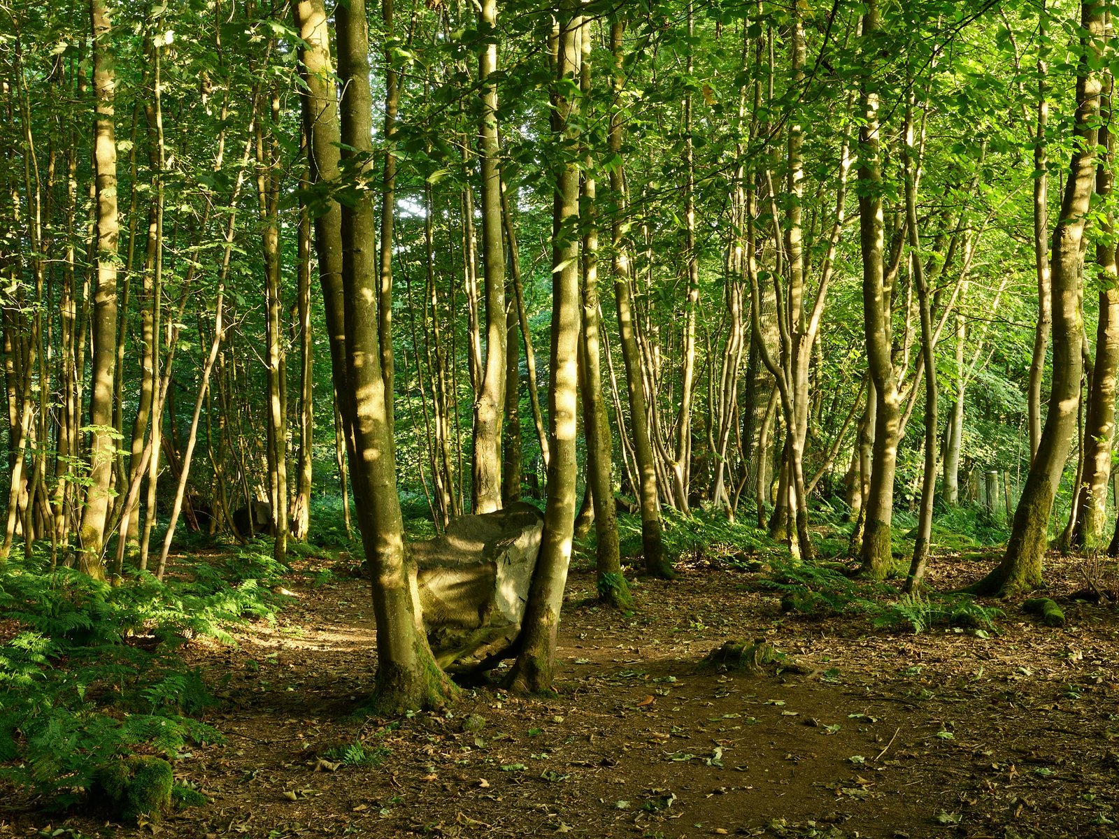 Andy Goldsworthy, Pietra in bosco ceduo, 2009, fotografia di Allan Pollok Morris, per gentile concessione di Jupiter Artland