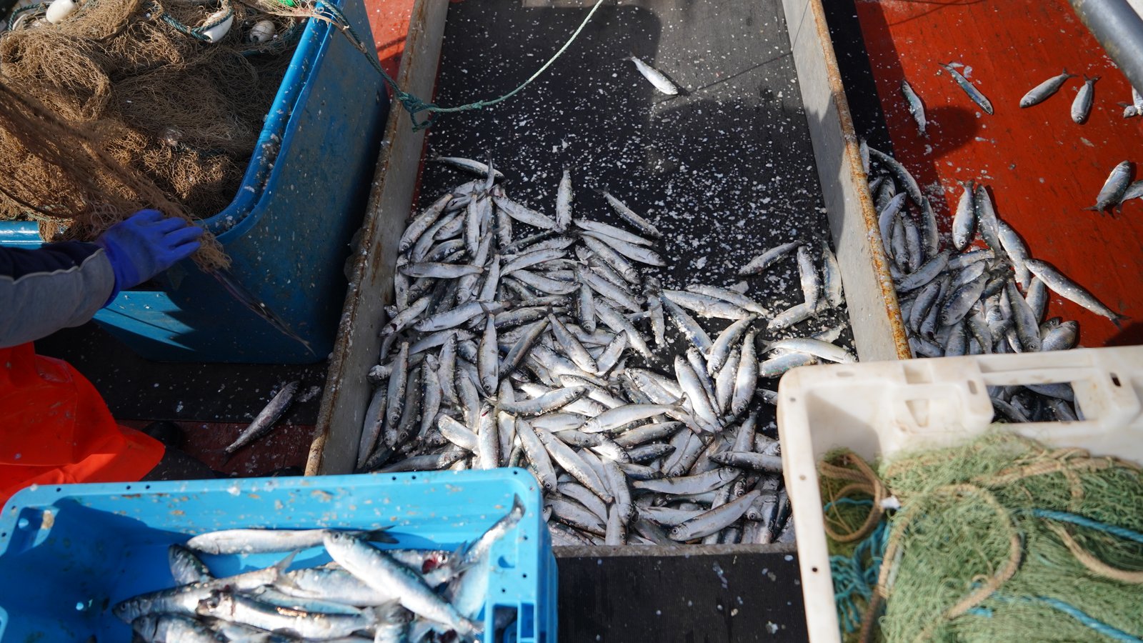 Anastasia Eggers, Brexit Herring. Copyright: Anastasia Eggers