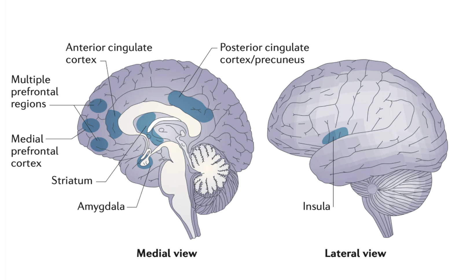 Schema cervello umano